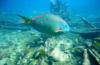 My favorite fish - Parrotfish