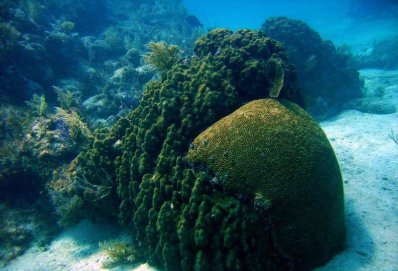 Huge brain coral - French reef