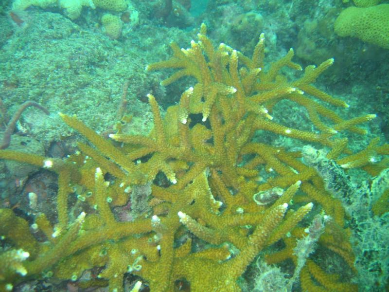 fire coral