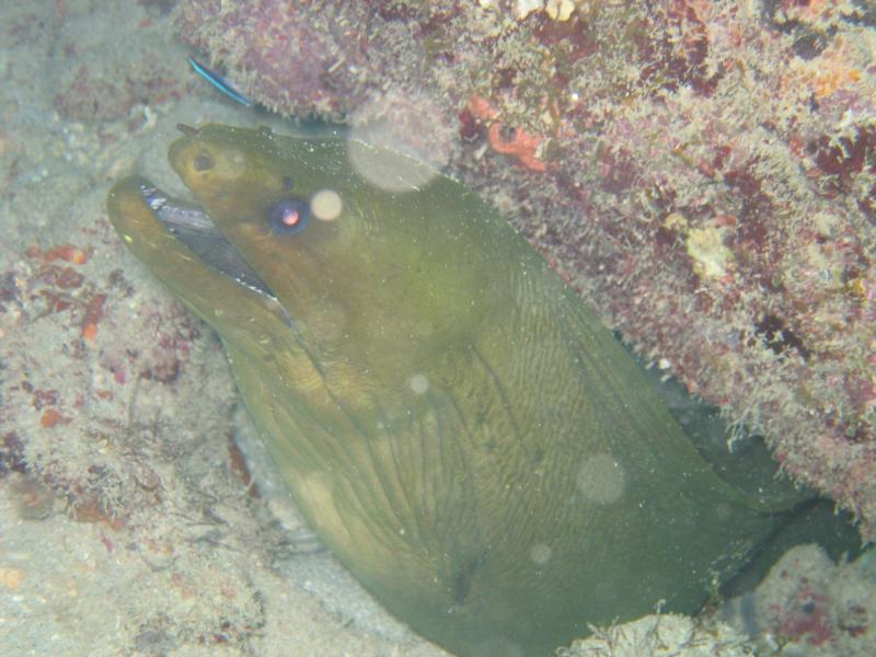 chestnut moray