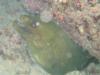 chestnut moray