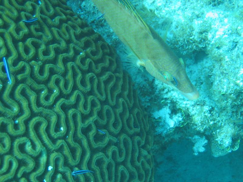 brain coral hogfish