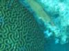 brain coral hogfish