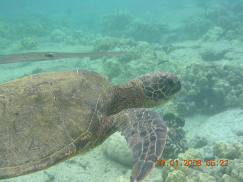 Kona, HI  Keahou Bay: snorkling