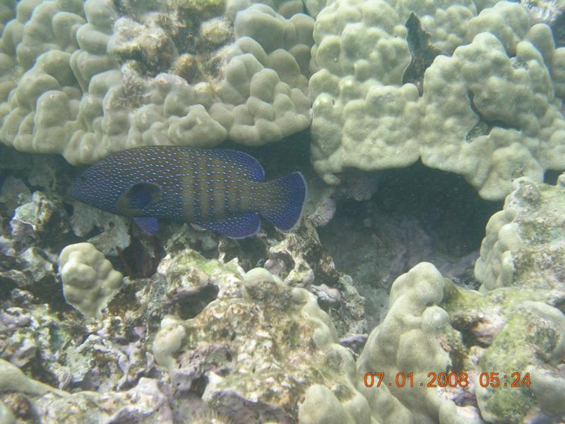 Konapeacock grouper