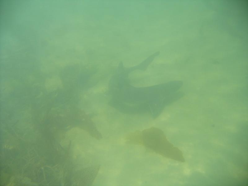 Small shark Ventura Co.  13 Jul 2008