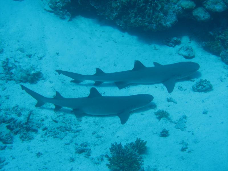Palau