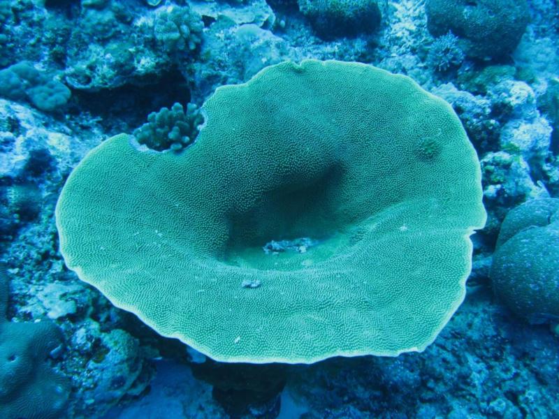 Palau