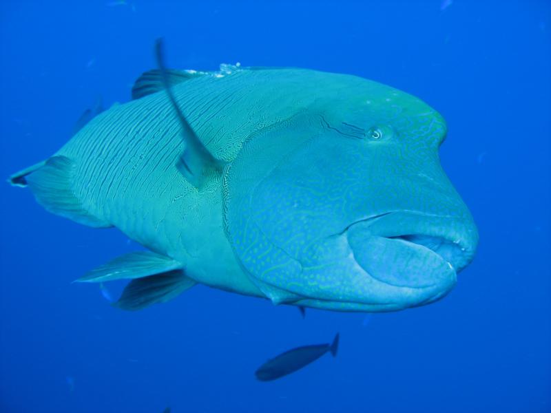 Palau