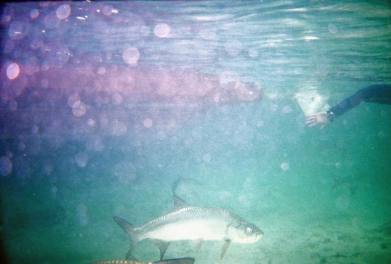 playing with the fishies