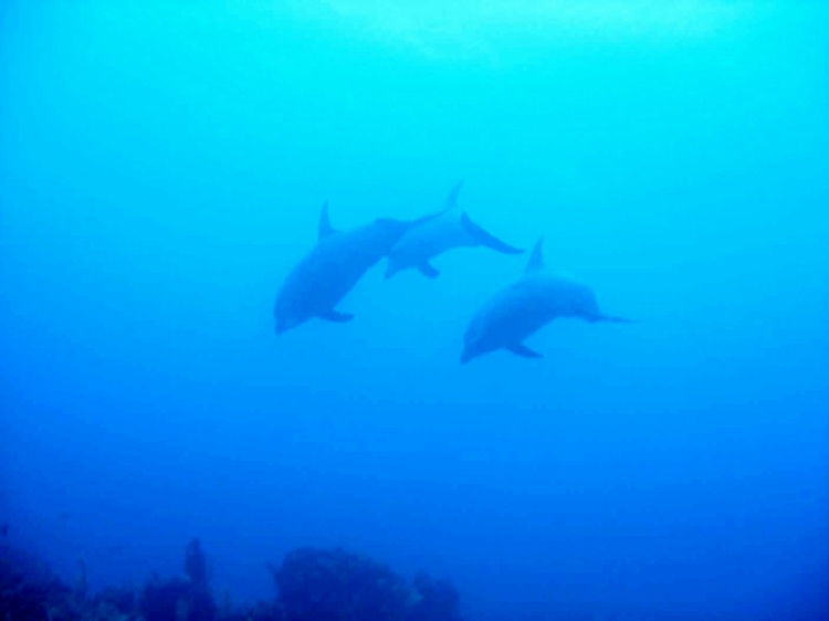 Dolphins in Belize