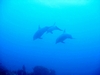 Dolphins in Belize