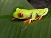 Green frog in Costa Rica