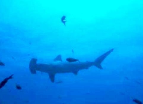 Hammerheads in Belize