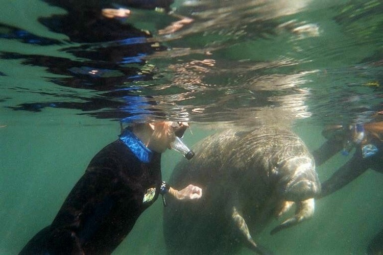 Manatee in Crystal River Florida