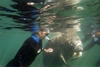 Manatee in Crystal River Florida