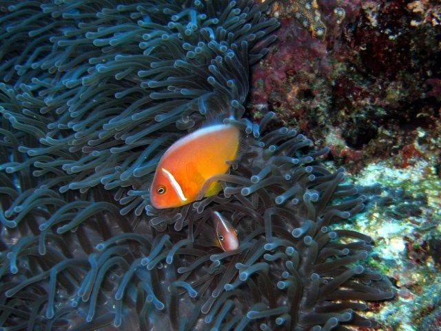 Clown fish in Fiji