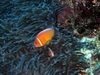 Clown fish in Fiji