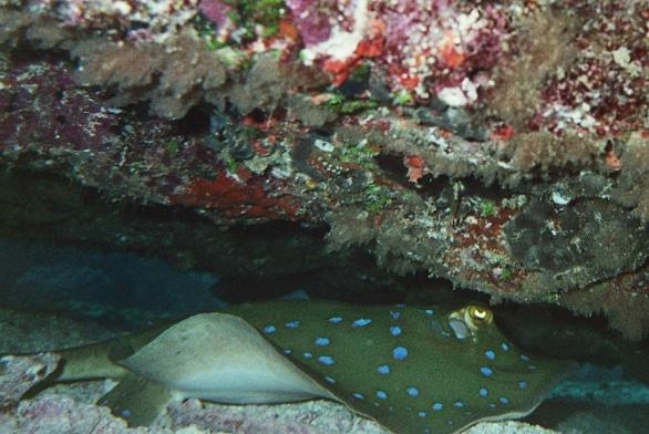 Spotted ray