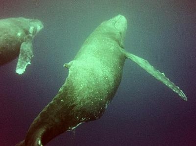 Humpback whales in Vava`u Tonga
