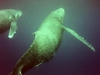 Humpback whales in Vava`u Tonga