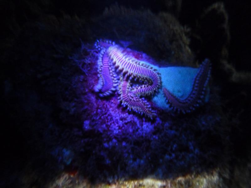 Fire worm under UV