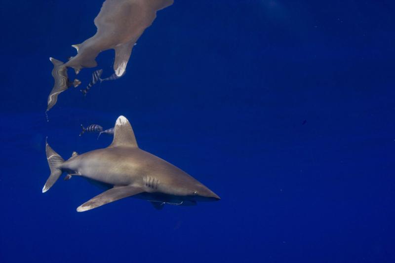 Oceanic whitetip