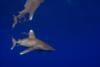 Oceanic whitetip