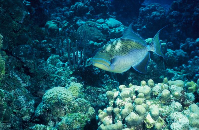 Trigger Fish, Grand Cayman