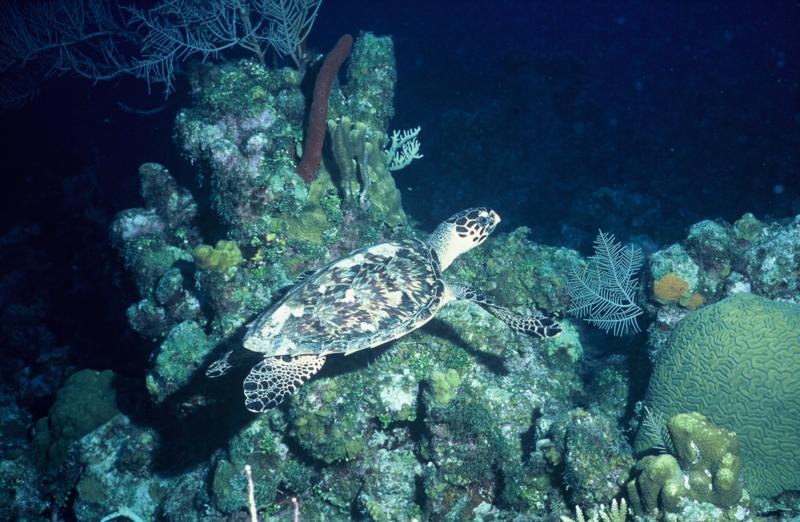 Turtle, Night Dive, Grand Cayman