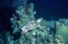 Turtle, Night Dive, Grand Cayman