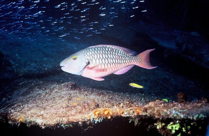 Parrotfish, Night Dive, Grand Cayman