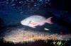 Parrotfish, Night Dive, Grand Cayman