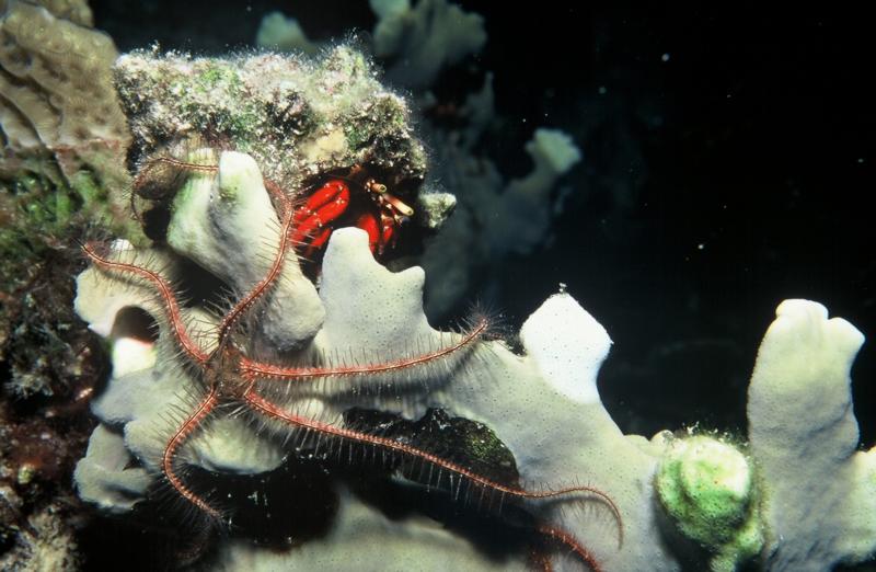 Brittle Star and Hermit Crab, Night Dive, Grand Cayman