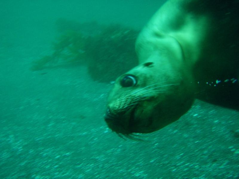 Underwater Friend!