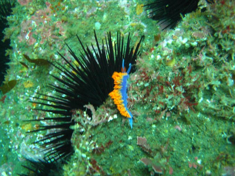 spanish Shawl