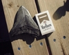 SHARK TOOTH FOUND AT THE COOPER RIVER