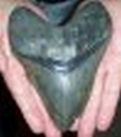 STARK TOOTH FROM THE RIVER