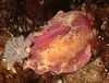 nudibranch