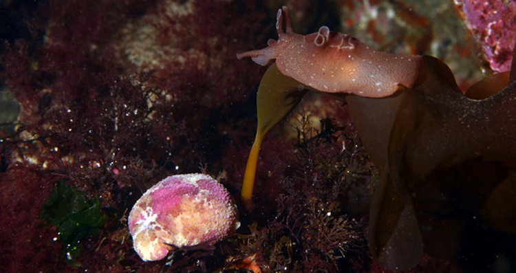 Nudiebranch and sea rabbit