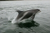 Dolphine Gandsfjord Norway