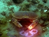 Norwegian Crab