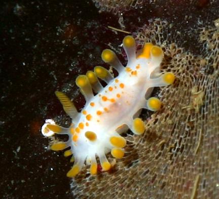 nudibranch