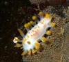 nudibranch