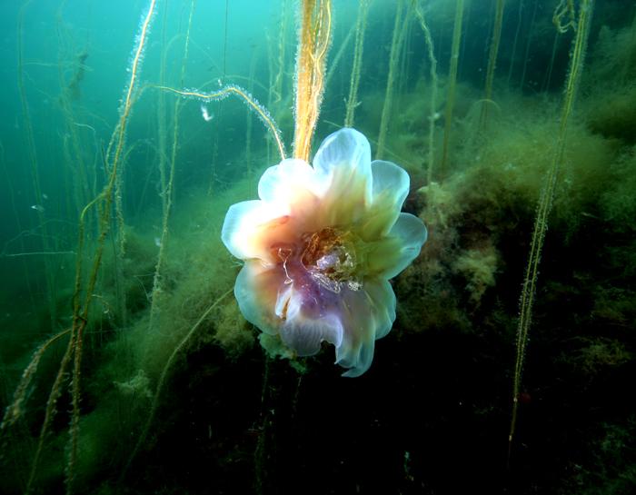 Jelly Flower norway