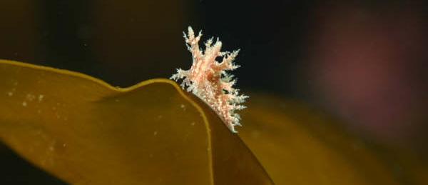 Bush nudibrach Norway