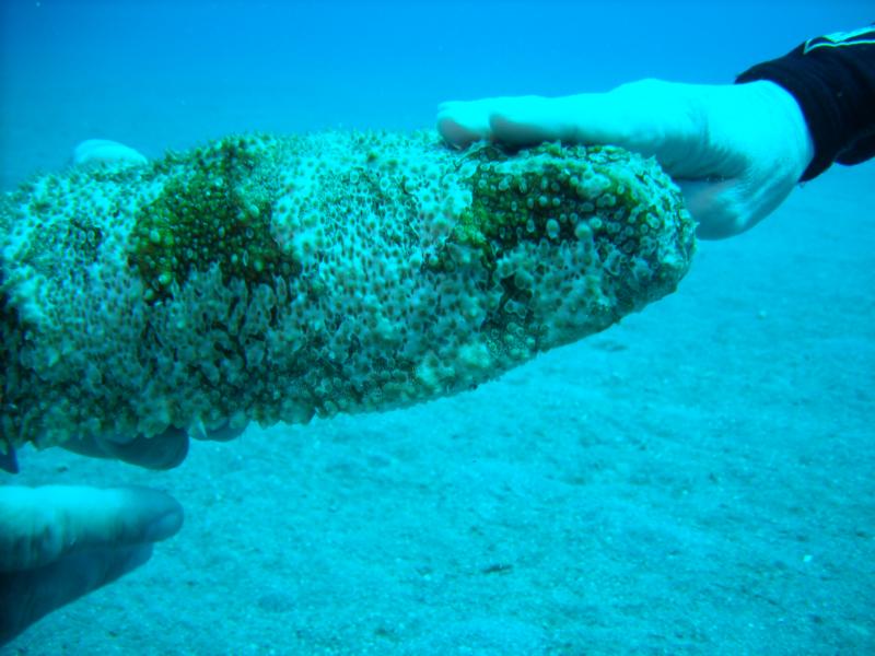 Sea Cucumber