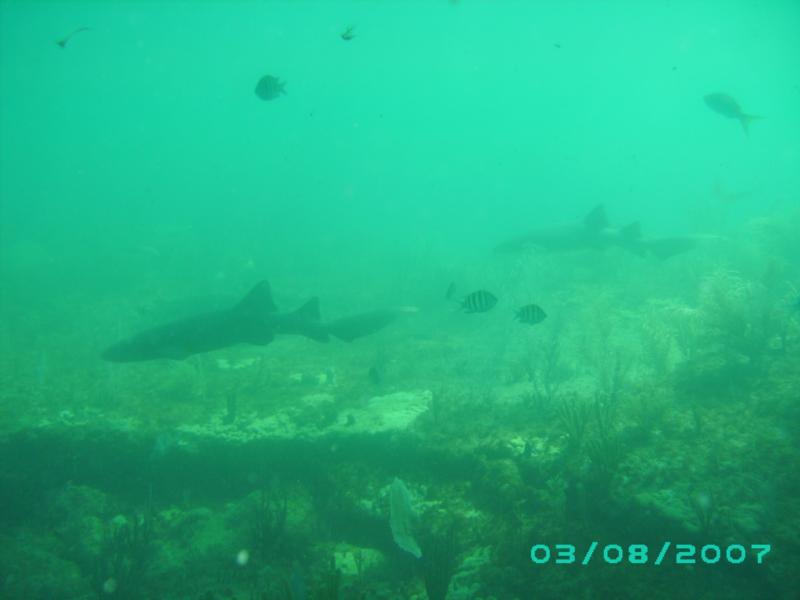 more sharks