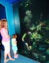 Diving at Epcot’s Living Seas