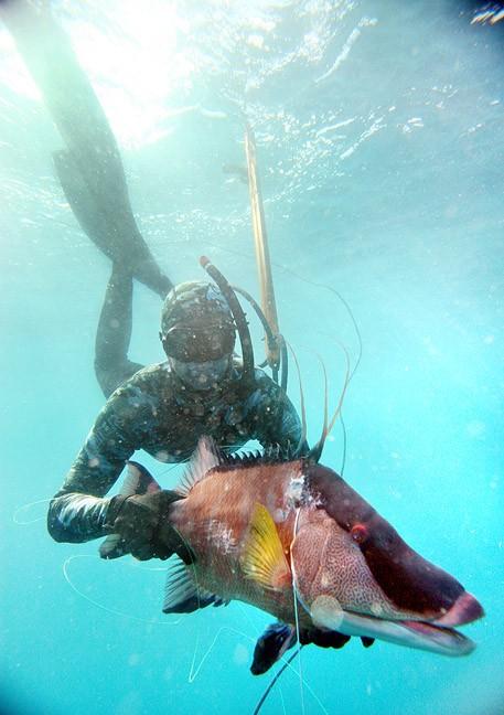 hogfish